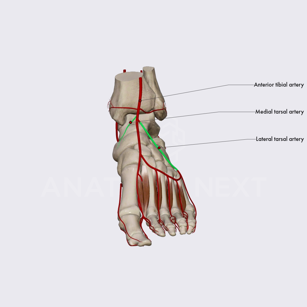 Lateral and medial tarsal arteries